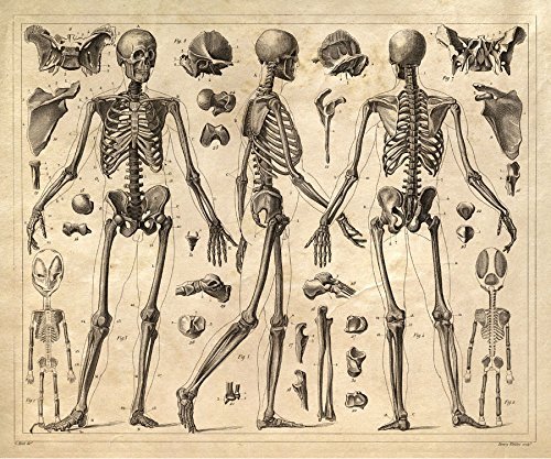 The Skeletal System Along with the Muscles and Skin Supports the Body's Movements During Non-Verbal Communication